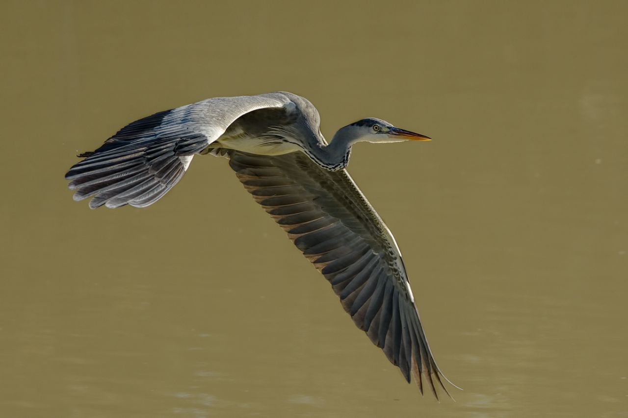 Airone cenerino (Ardea cinerea )